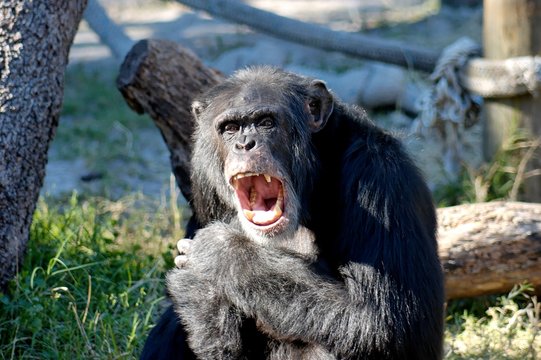 Angry Chimp