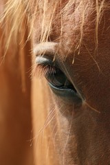 horse eye