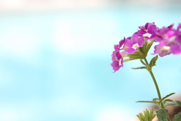 flower by the pool