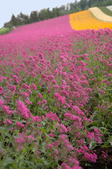 Fototapeta premium the multicolored field