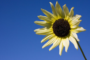 white sunflower, blue sky