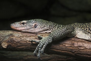 mangrove monitor lizard
