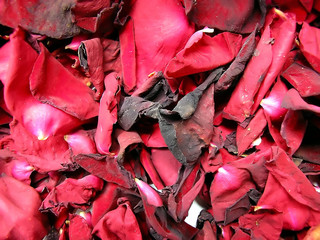 rose-petals dry