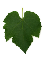 Fototapeta premium grape leaf