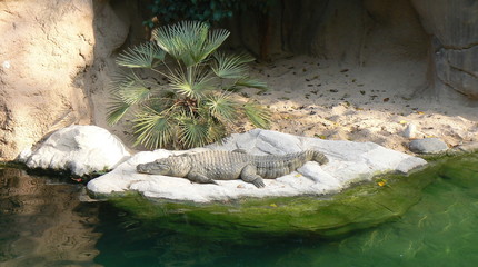 crocodile