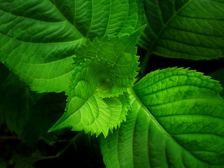 Fototapeta na wymiar zielone liście - spirala życia