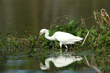 snowy egret