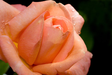 rose ' warm wishes'