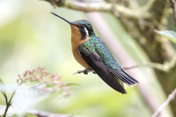 Fototapeta premium colibri