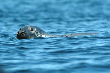 phoque gris © NICOLAS LARENTO
