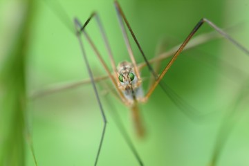 insect green golden