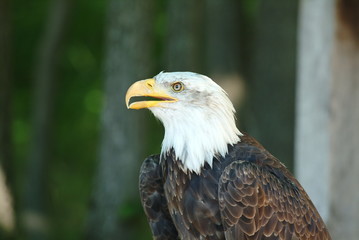 bald eagle