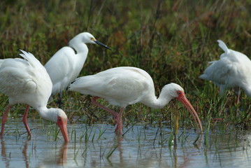 white ibis (eudocimus albus), florida