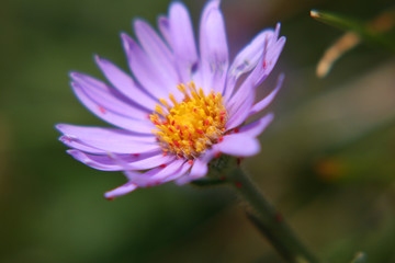 Obraz premium aster des alpes