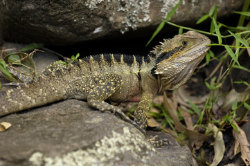 giant lizard