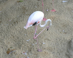 flamingo © Alison Bowden