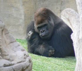gorilla © Alison Bowden