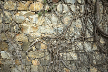ancient wall with roots