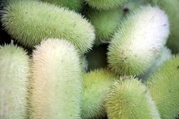 les cucumi