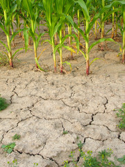 Fototapeta premium corn and drought 3