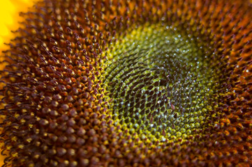 center of a sunflower