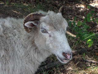 widder / bock (2)
