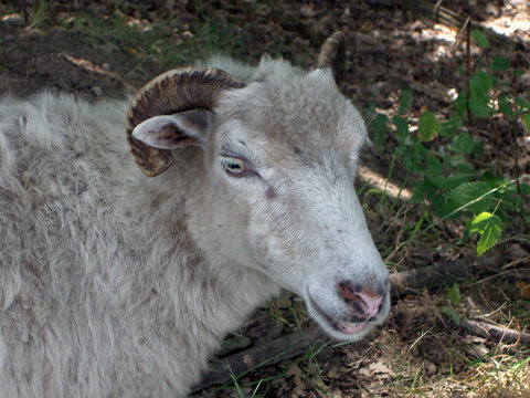 widder / bock (2)