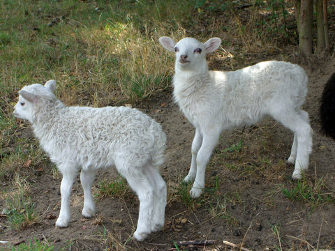 lamm / schaf / l&auml;mmchen
