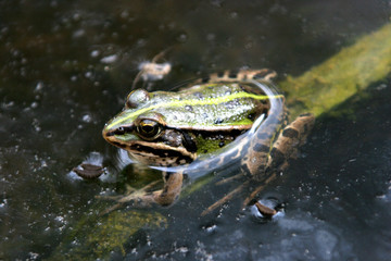 frog
