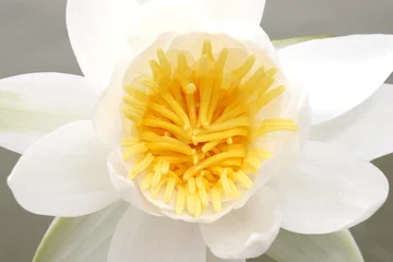Crédence de cuisine en verre imprimé Nénuphars water lily, lotus