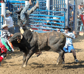 bull upending a rider