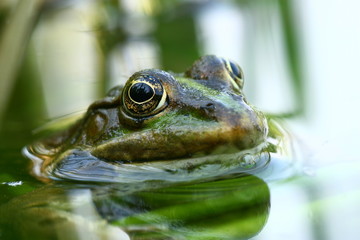 wasserfrosch