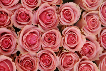 Obraz na płótnie Canvas różowe róże