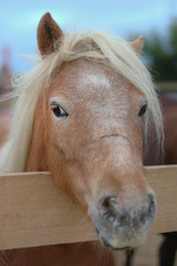 Obraz premium cheval