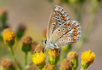 beautiful butterfly