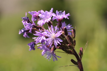 lila blühende alpenwiesenblume