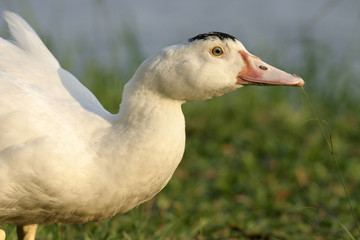 white duck
