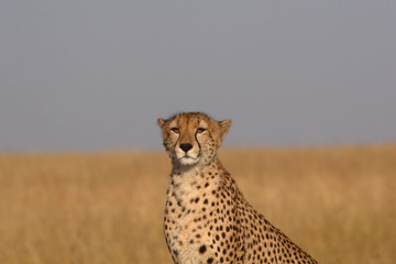 cheetah