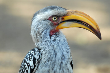 calao-hornbill