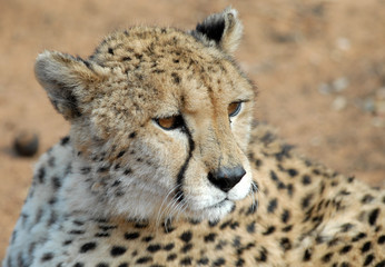 guépard-cheetah