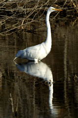 egret with reflection