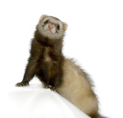 furet 4