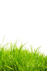 Fototapeta na wymiar zdrowa trawa