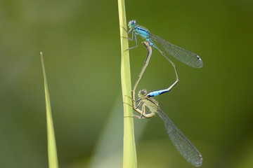 matings of dragon-flies