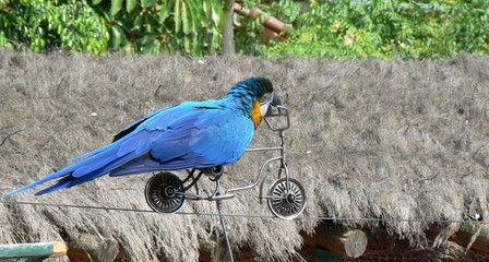 parrot on a bicycle