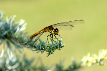 dragon fly