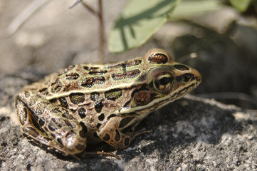 leopard frog