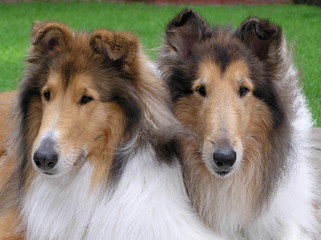 two sable collies