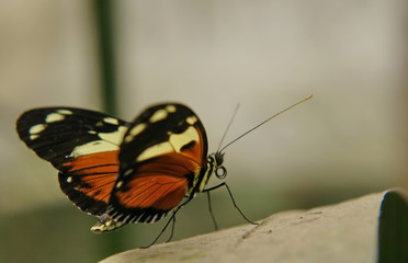 Fototapeta na wymiar the ecuadorian butterfly