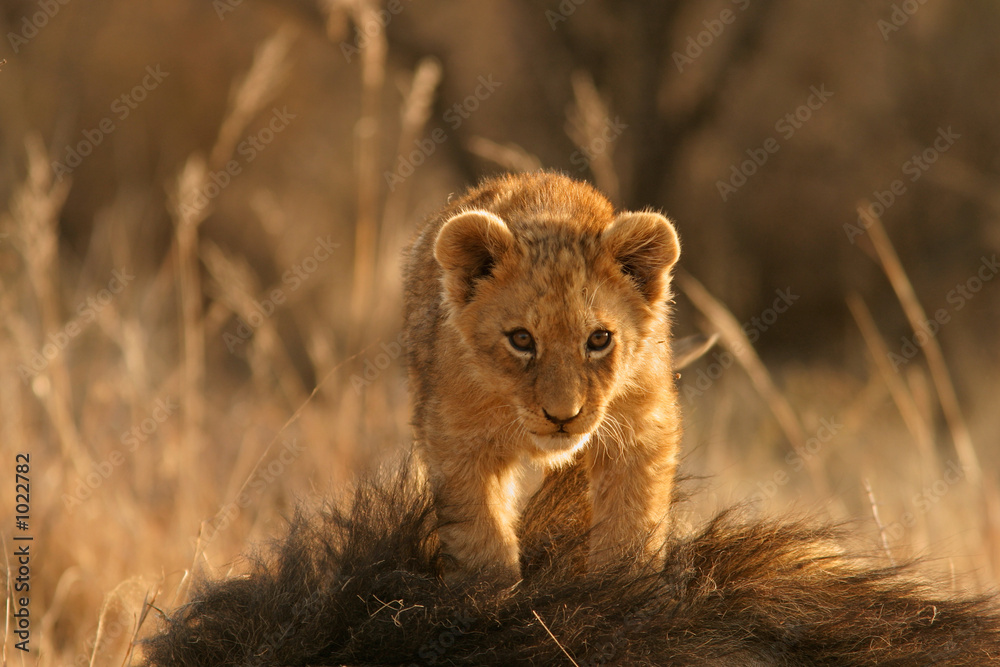 Poster lion cub